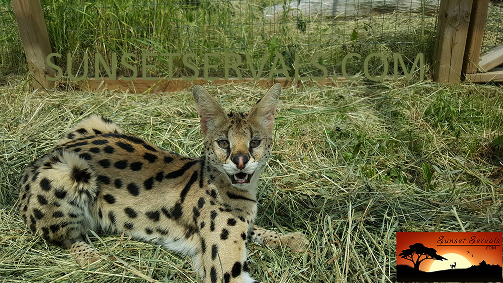 serval cat canada kitten savannah caracal f1 f2 f3 f4 f5 f6 worldwide shipping