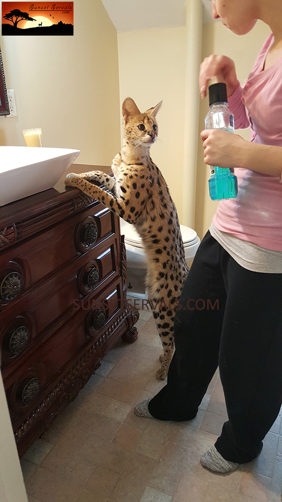 serval cat kitten available canada ontario united states worldwide savannah f1 f2 f3 f4 f5 f6 caracal