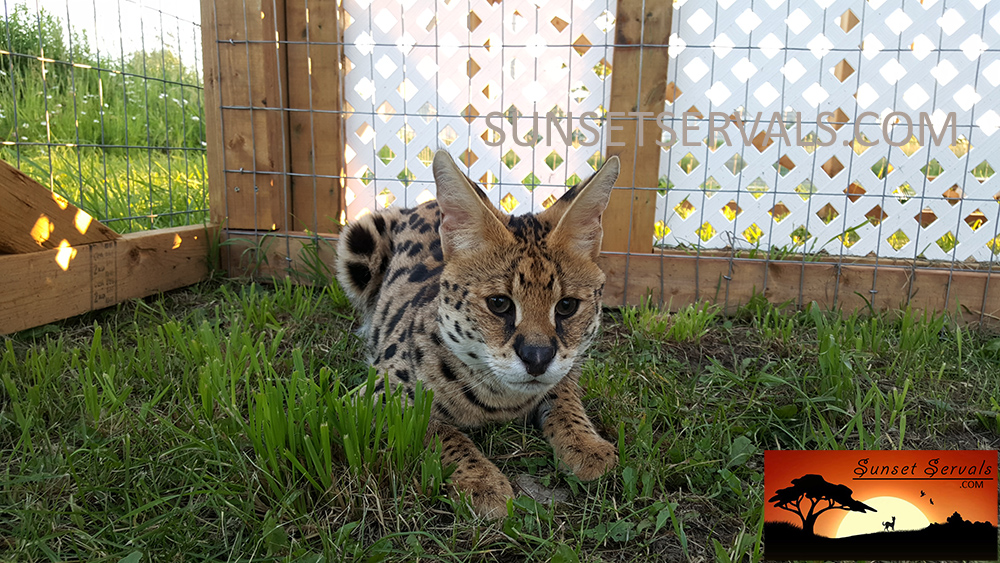 serval cat kitten available canada ontario united states worldwide savannah f1 f2 f3 f4 f5 f6 caracal