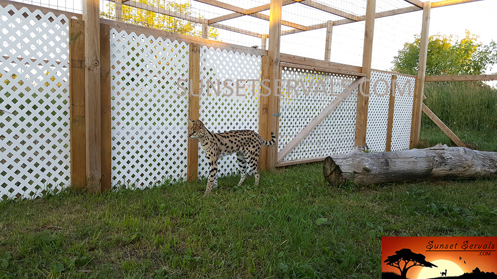 serval cat kitten available canada ontario united states worldwide savannah f1 f2 f3 f4 f5 f6 caracal