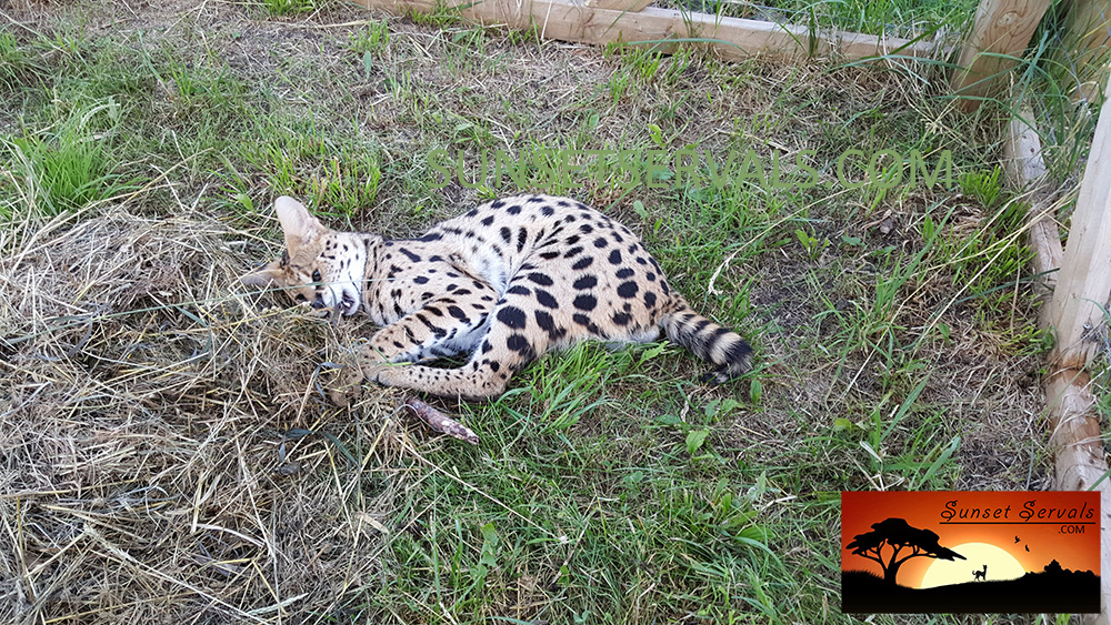 serval cat kitten available canada ontario united states worldwide savannah f1 f2 f3 f4 f5 f6 caracal