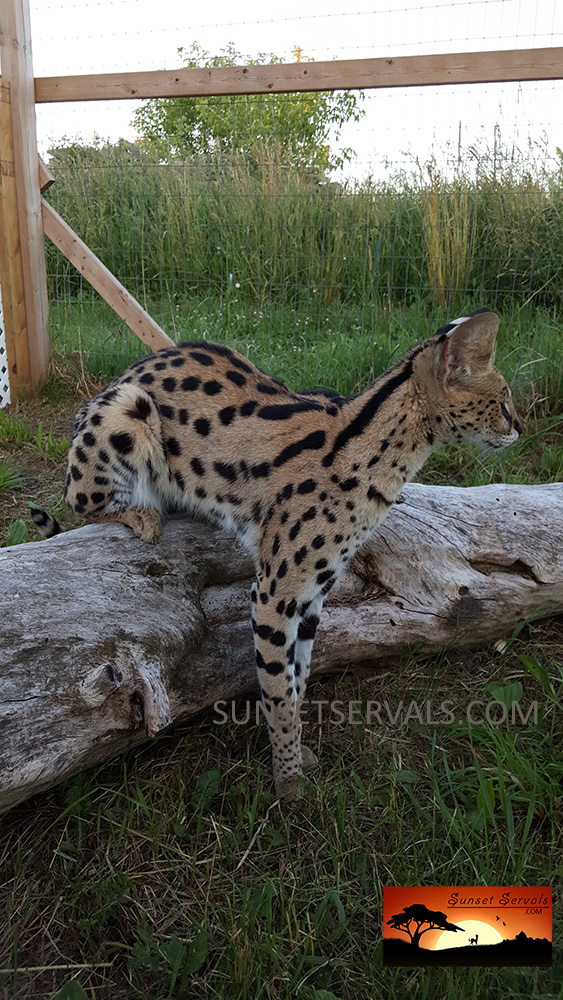 serval cat kitten available canada ontario united states worldwide savannah f1 f2 f3 f4 f5 f6 caracal