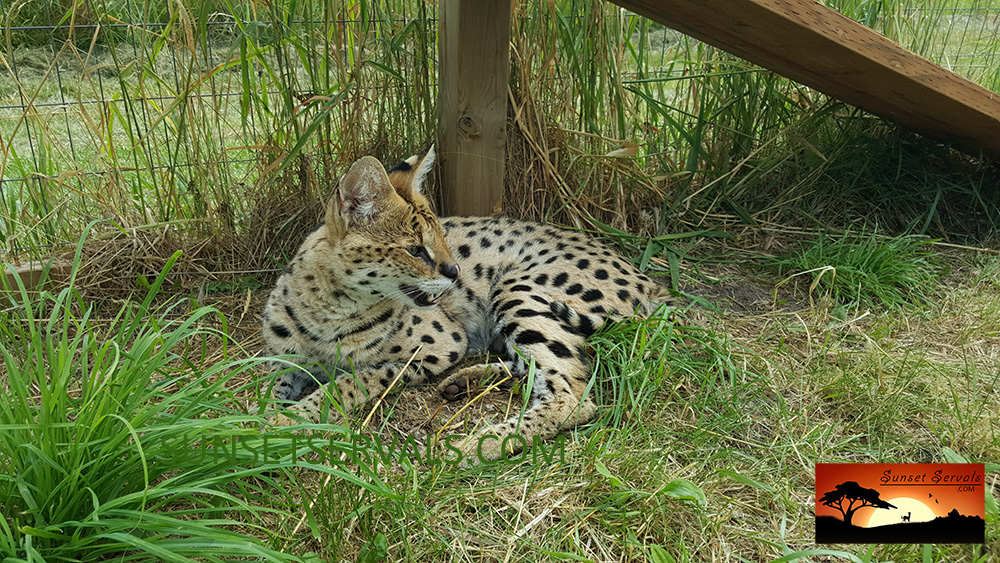 serval cat kitten available canada ontario united states worldwide savannah f1 f2 f3 f4 f5 f6 caracal