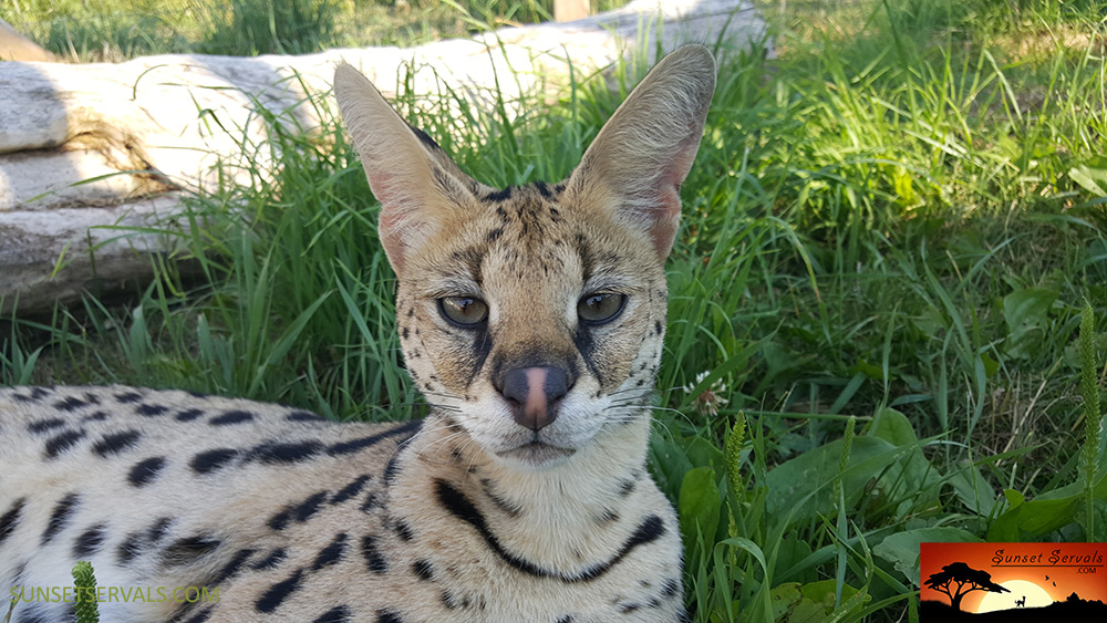serval cat kitten available canada ontario united states worldwide savannah f1 f2 f3 f4 f5 f6 caracal