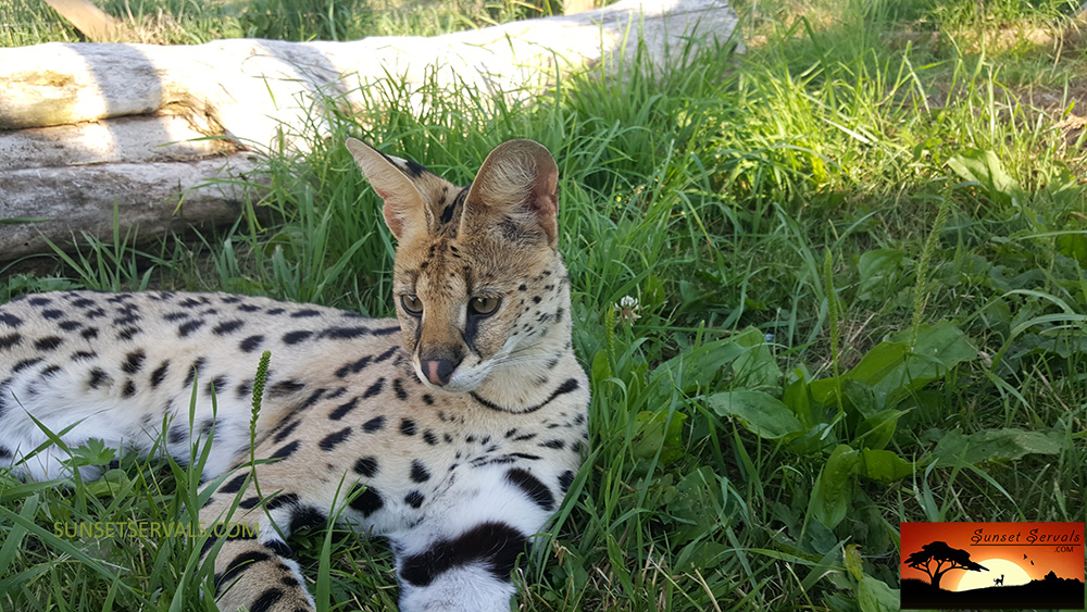 serval cat kitten available canada ontario united states worldwide savannah f1 f2 f3 f4 f5 f6 caracal