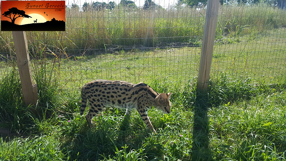 serval cat kitten available canada ontario united states worldwide savannah f1 f2 f3 f4 f5 f6 caracal