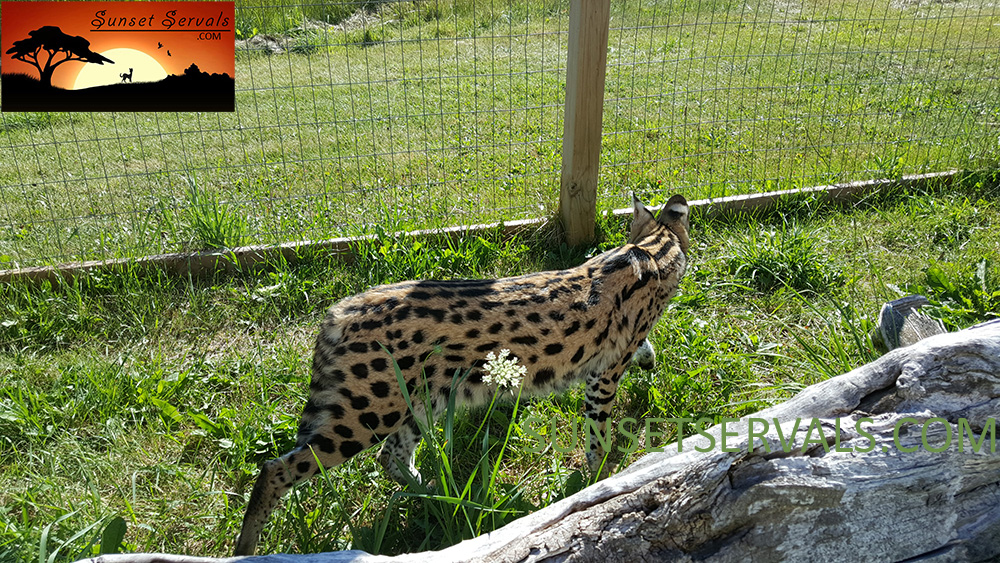 serval cat kitten available canada ontario united states worldwide savannah f1 f2 f3 f4 f5 f6 caracal