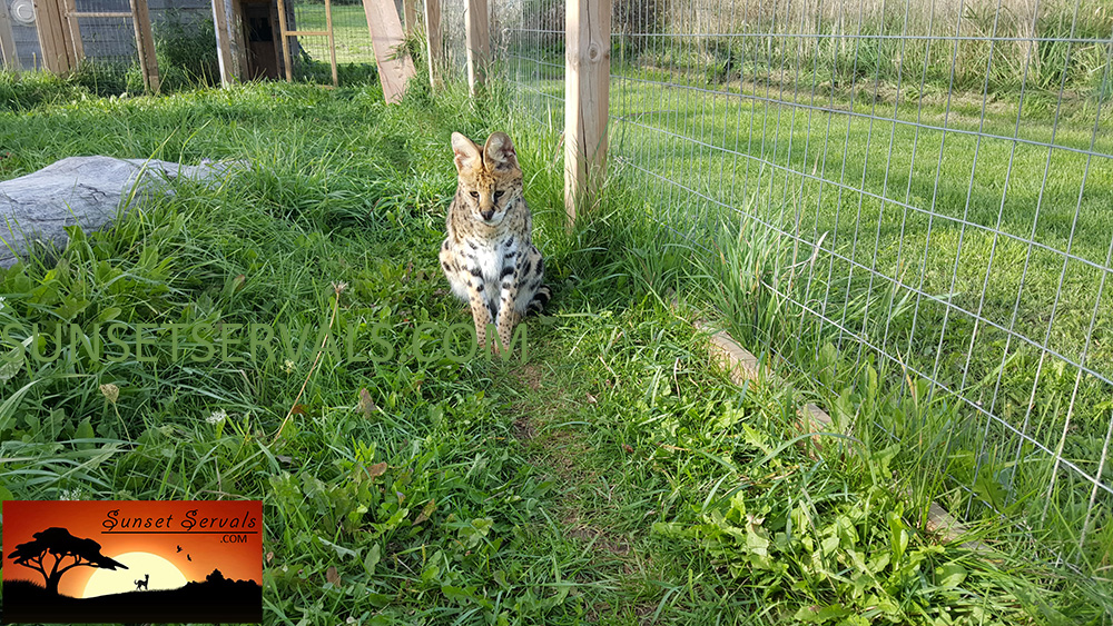 serval cat kitten available canada ontario united states worldwide savannah f1 f2 f3 f4 f5 f6 caracal