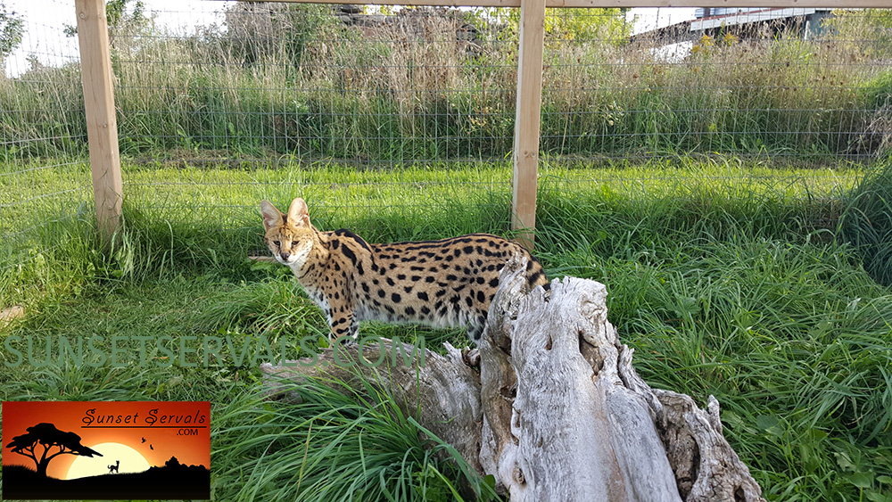 serval cat kitten available canada ontario united states worldwide savannah f1 f2 f3 f4 f5 f6 caracal