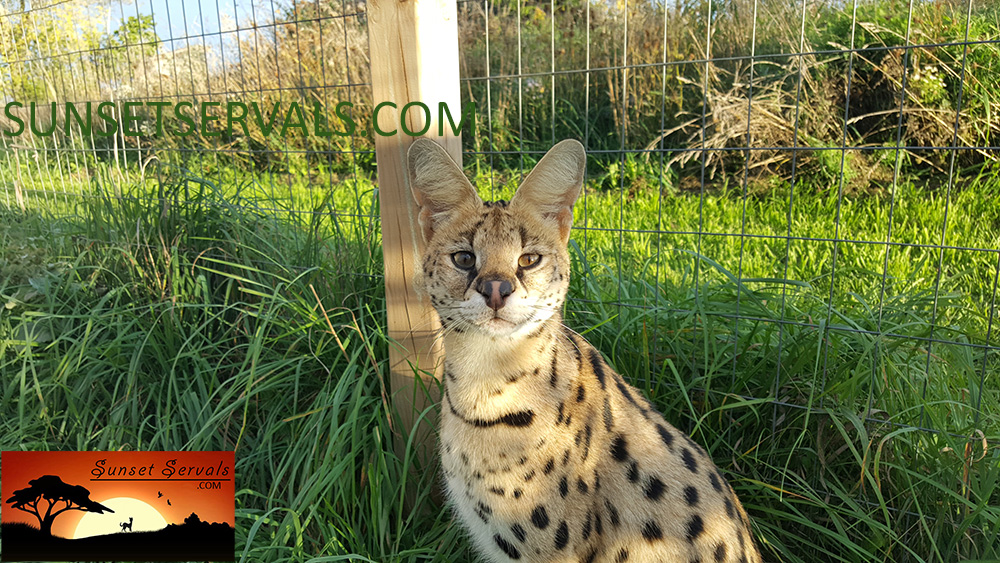 serval cat kitten f1 savannah f2 f3 f4 f5 canada