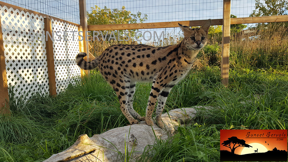 serval cat canada kitten savannah caracal f1 f2 f3 f4 f5 f6 worldwide shipping