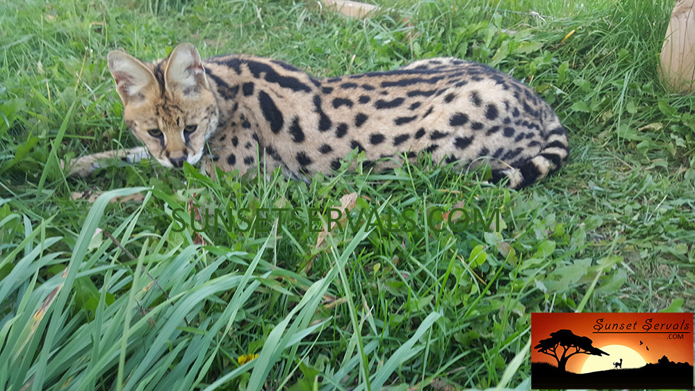 serval cat kitten available canada ontario united states worldwide savannah f1 f2 f3 f4 f5 f6 caracal