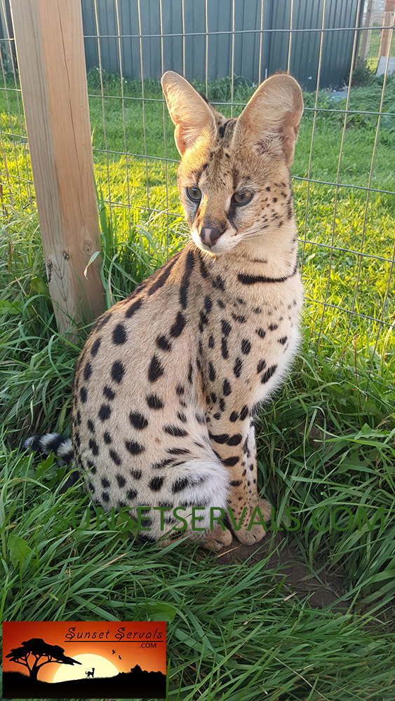 serval cat kitten available canada ontario united states worldwide savannah f1 f2 f3 f4 f5 f6 caracal