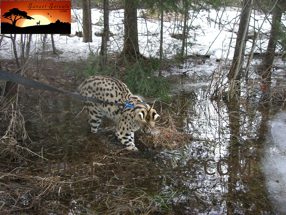 serval cat kitten available canada ontario united states worldwide savannah f1 f2 f3 f4 f5 f6 caracal