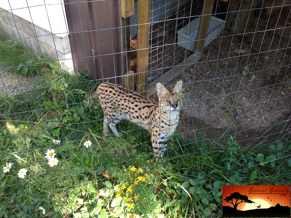 serval cat kitten available canada ontario united states worldwide savannah f1 f2 f3 f4 f5 f6 caracal