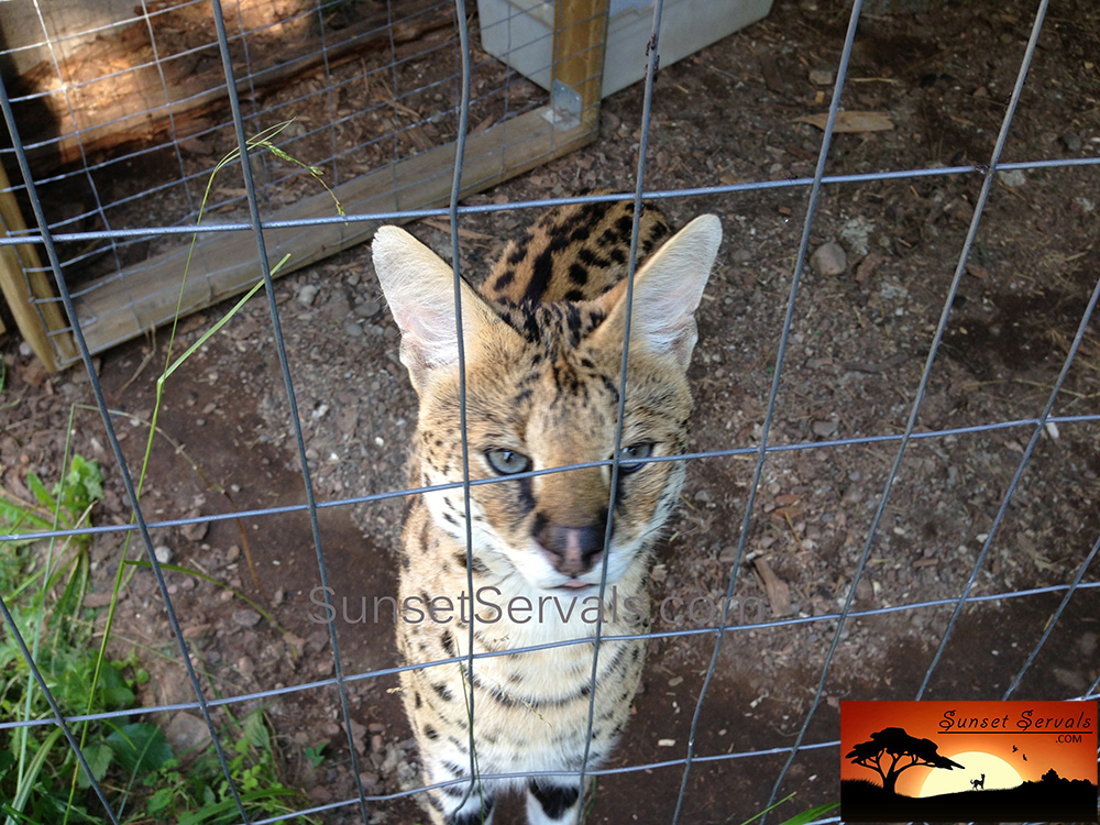 serval cat kitten available canada ontario united states worldwide savannah f1 f2 f3 f4 f5 f6 caracal