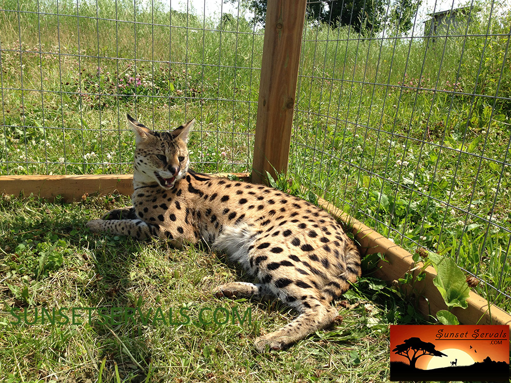 serval cat kitten available canada ontario united states worldwide savannah f1 f2 f3 f4 f5 f6 caracal